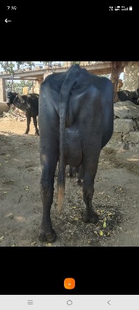 બે બે ભેંસ વેસવી