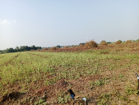 ડુંગળીનો રોપ  વેસવાનો છે