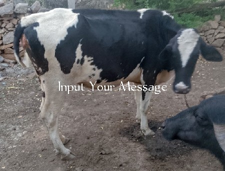 ગાય વેચવાની છે