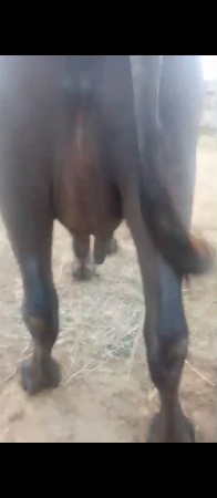 ભેંસ વેચવાની છે