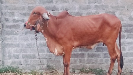 ઓરીજલ ગીર ઓડકી વેચવાની છે