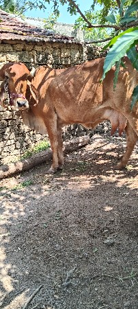 ગીર ગાય 🐄 વેચવાની છે