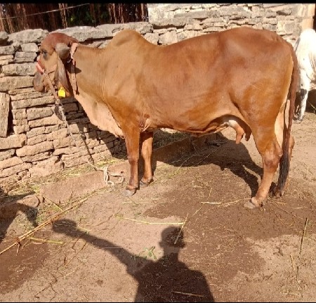 ગીર ગાય 2 વેતર