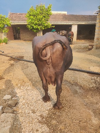 ભેંશ વેચવા ની છે