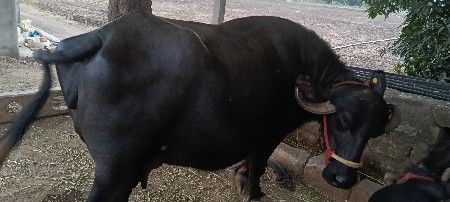 ભેંસ વેચવાની છે