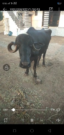 ભેંસ વેચવાની છે