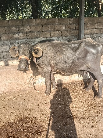 ભેંસ વેચવાની છે