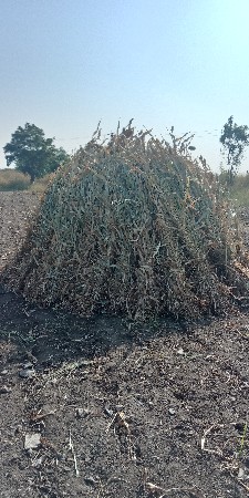 જુવાર નો ચારો વેચવાનો છે.