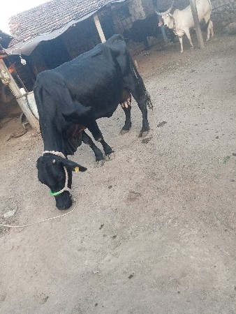 3.  જર્સી. ગાય