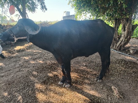 ખડેલી વેચવાની છે