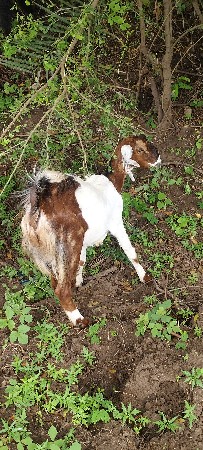 bakri