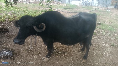ભેંશ વેચવાની છે