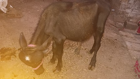 આપાડો વેચવાનુ છે