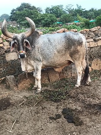 બળદ 3 ધર