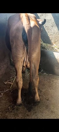 gay gir pachr desi sojji 2vetr