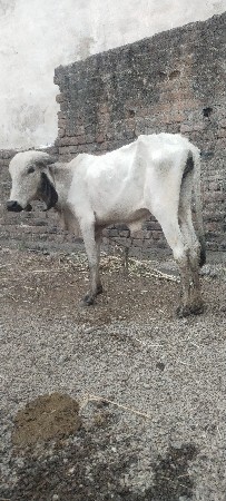 વાછડી વેચવાની છે
