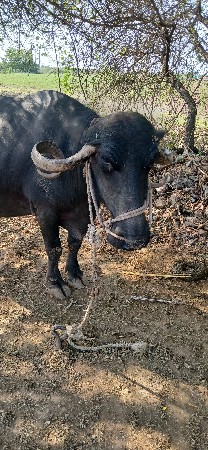 ભેંસ વેચવાની છે