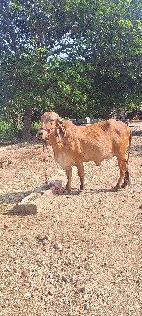 ગાય વેચવાની છે