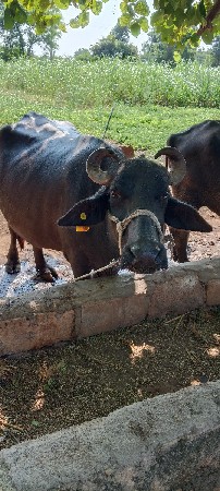 4 વેતર