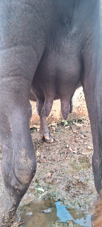 ભેંસ