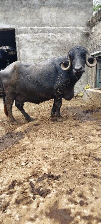 ભેંસ વેચવાની છે