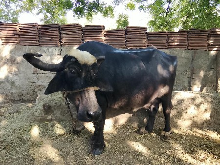 આ ભેંસ વેચવાની છે