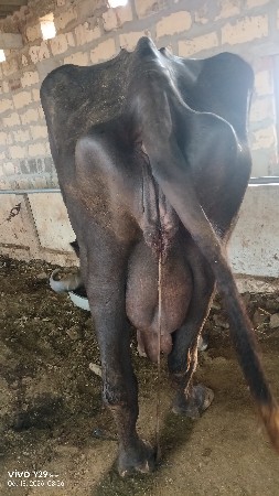 3 વેતર
