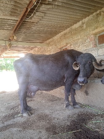 ભેંસ  વેચવાની છે