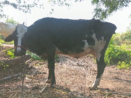 જરસી ગાય