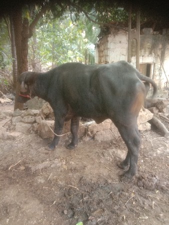 આ ખડેલી વેચવાની છે.