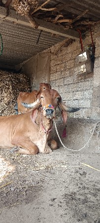 ગાય ના સાટા કરવા ઘોડી લેવી