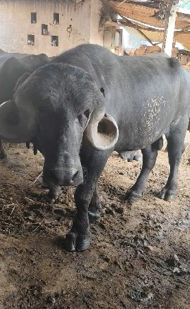 પાડો જાફરાબાદી