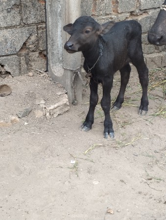અશ્વિન ભાઈ