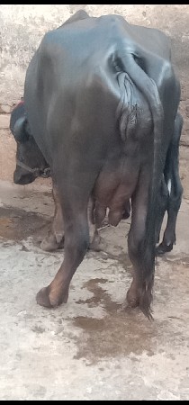 ભેંસ વેચવાનું છે 2 છે