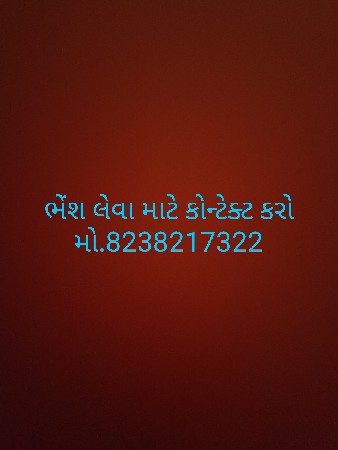 સારી ભેંશ લેવા માટે