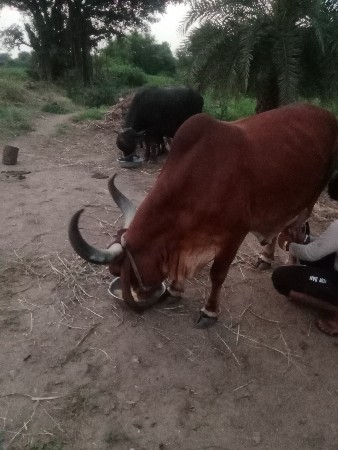 આ ગાય વેચવાની સે