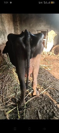 વેચવાની.છે.ભેશ