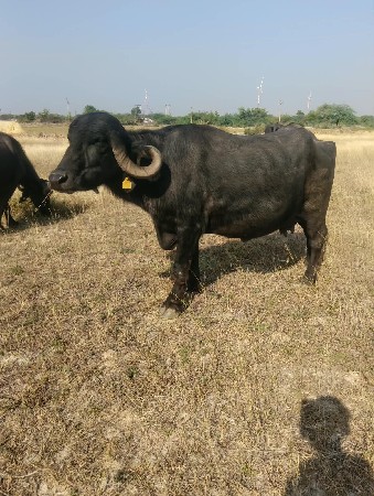 ભેંસ વેચવાની છે