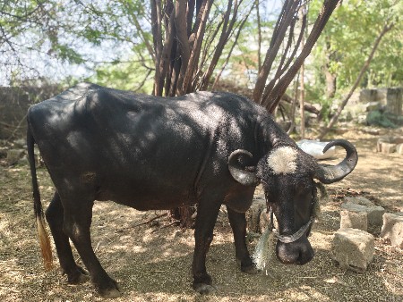 2 ભેસ વેચવાની છે