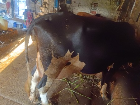 એચપ ગાય વેચવાની છે