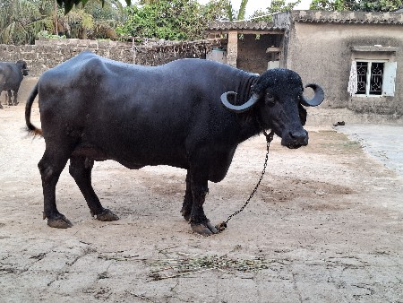ભેસ વેચવાની છે.