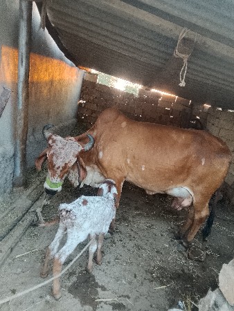 આ ગાય વેચવાની છે