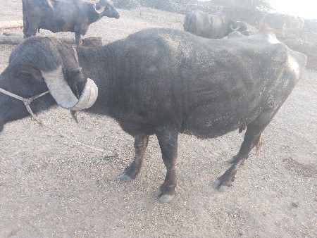 ભેંસ વેચવાને છે