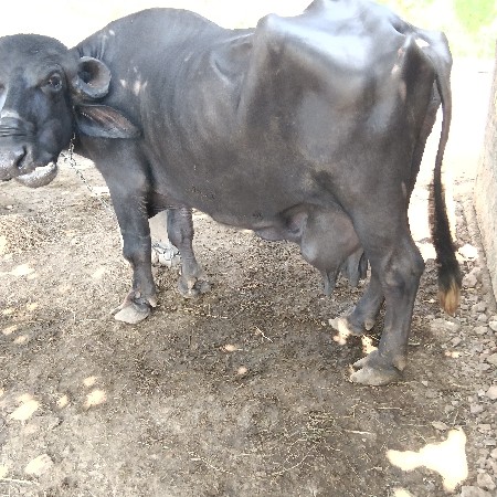 ભેસ વેસવાની સે