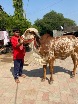 ગીર ગાય વેચવાની છે