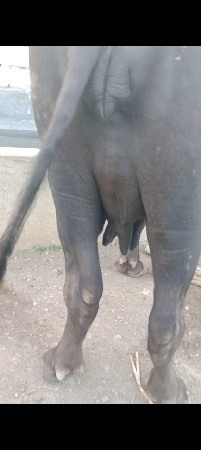 ભેંસ વેચવાની છે