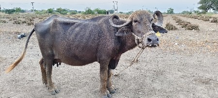 chudeswar