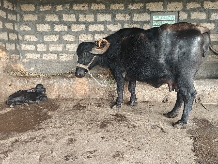 ભેંસ વેચવાની છે