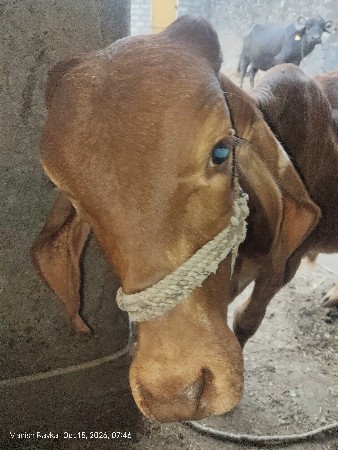 11 મયનાનો  વાસડોસે સોન કપીલા