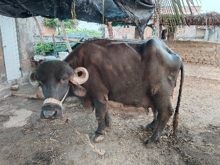 આજે જ વિયાણી